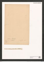 Nitzschia thermalis var. littorea Grun. (de-Toni-Nr.: Genus 47, Species 2044) Zeichnungen Sammlung Grunow (NHMW-BOT-W0371854)